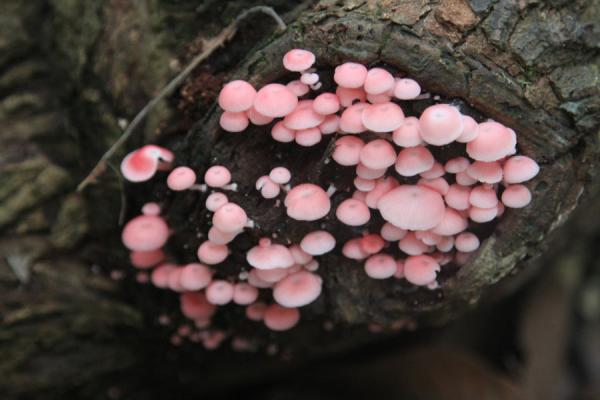 Pink fungi on a tree trunk in Bukit Timah, Singapore