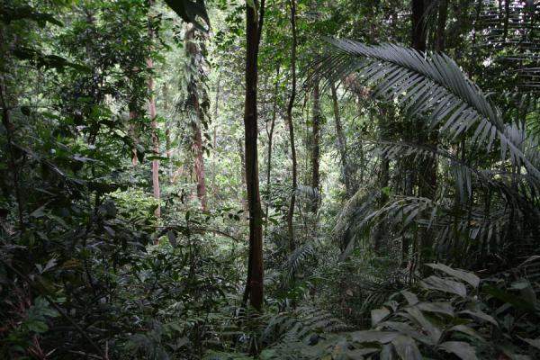Jungle in Bukit Timah, Singapore