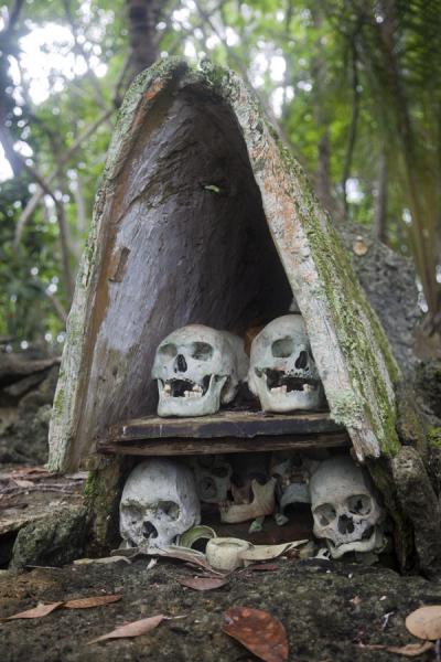 Picture of Skulls of former Big Men chronologically stored in a small house-like structure on top of the shrineMunda - Solomon Islands