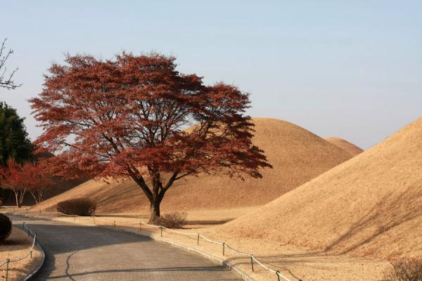 Tree and tumuli in the tumuli park in Gyeongju | Gyeongju | CorÃ©e du Sud