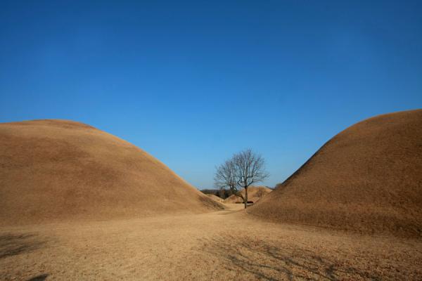 Two tumuli and a tree in the tumuli park | Gyeongju | CorÃ©e du Sud