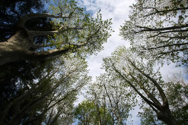 Trees growing into the sky | Campo del Moro | Spagna
