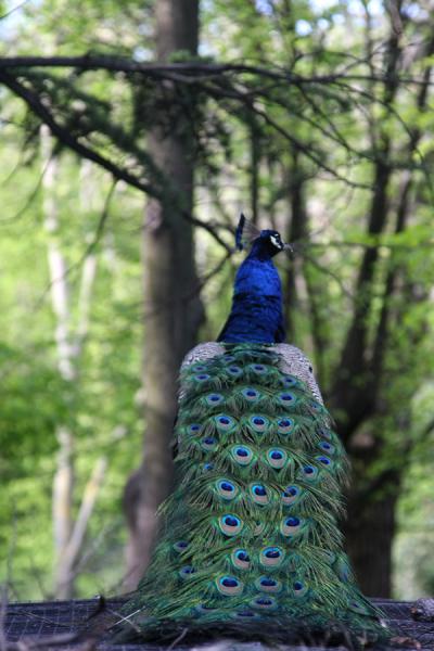 Peacock in the Campo del Moro | Campo del Moro | Spagna
