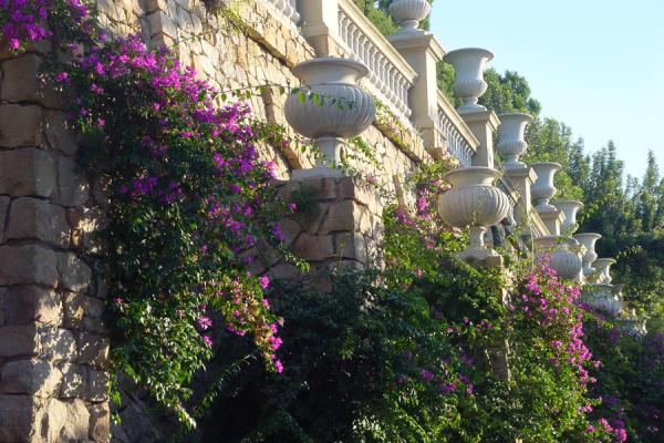 Flowers in Montjuïc, Spain