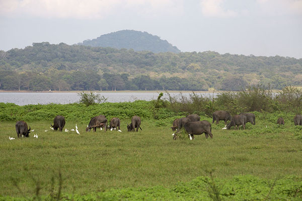 Buffaloes and birds in the grass around Minneriya reservoir | Minneriya safari | Sri Lanka