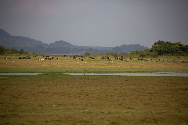 Large herd of buffaloes on the shores of Minneriya reservoir | Minneriya safari | Sri Lanka