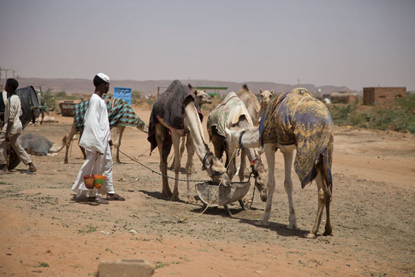 Foto di Camels waiting at the camel market of OmdurmanOmdurman - Sudan