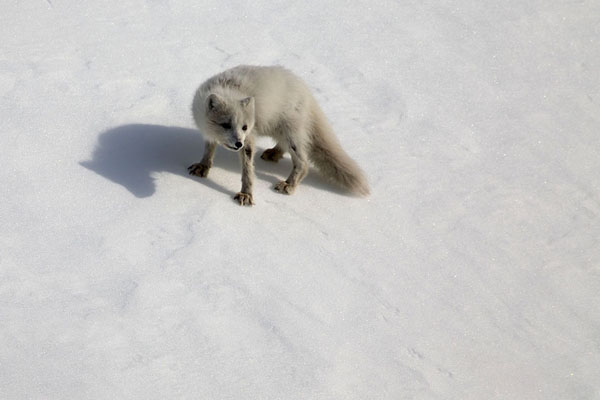 Arctic fox in the snow on one of the slopes surrounding Hornsund | Hornsund | 