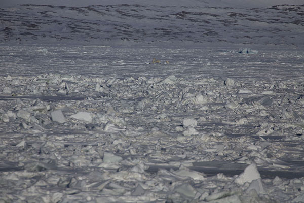 Photo de Polar bear with two cubs, one standing upMohnbukta - 
