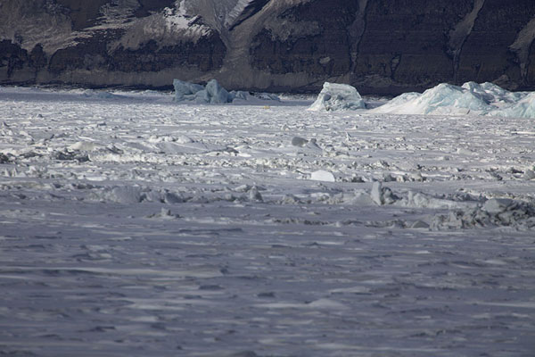 Photo de Polar bear waiting for a seal to appear under the iceMohnbukta - 