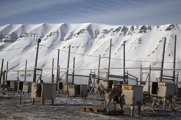 Foto van Kennels with huskies and snowy mountains in the backgroundSpitsbergen - 