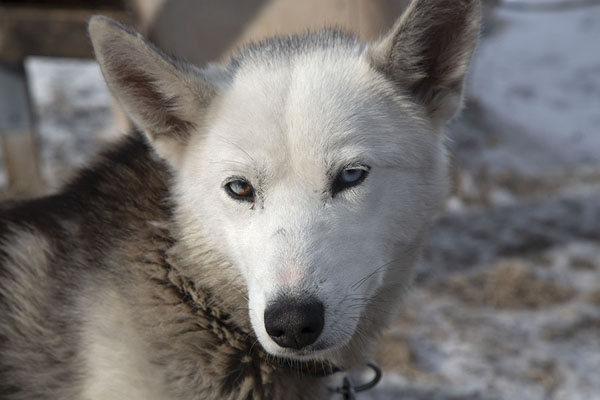 Foto van Close-up of one of the huskies with one blue and one brown eyeSpitsbergen - 