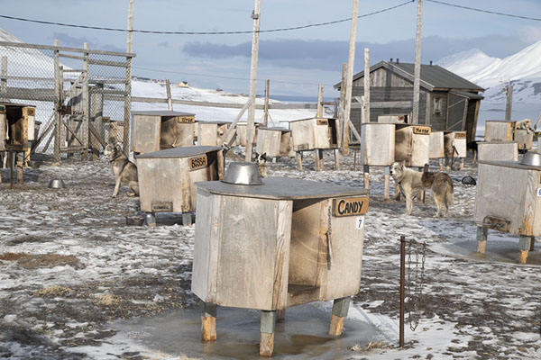 Foto van Kennels with huskiesSpitsbergen - 