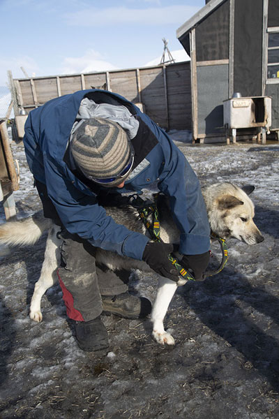 Foto van Putting a harness on a huskySpitsbergen - 