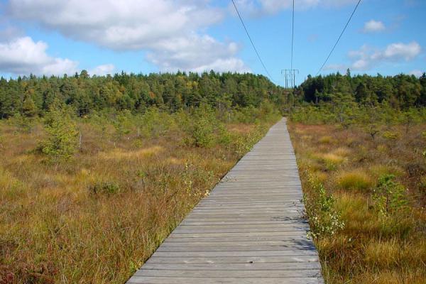 Foto di Safely walking through the marshland on wooden planksGÃ¶teborg - Svezia