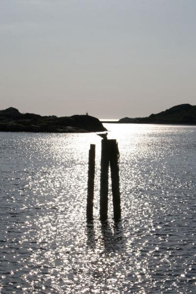 Foto di Seagulls resting in a bay of Styrsö in the Gothenburg archipelagoArcipelago di Gothenburg - Svezia