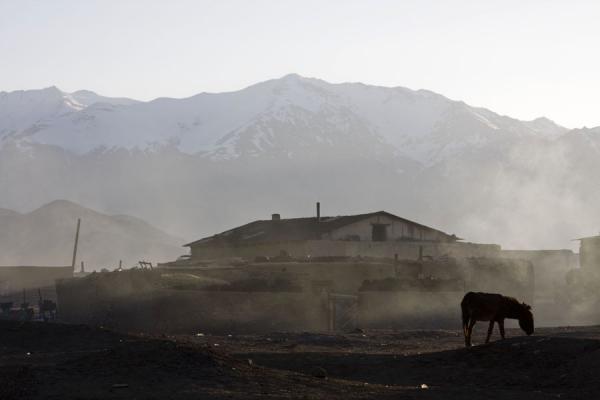 Foto de Donkey in the early morning at BulunkulBulunkul - TayikistÃ¡n