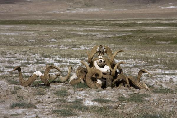 Stack of Marco Polo sheep horns in Keng Shiber | Keng Shiber | Tajikistan