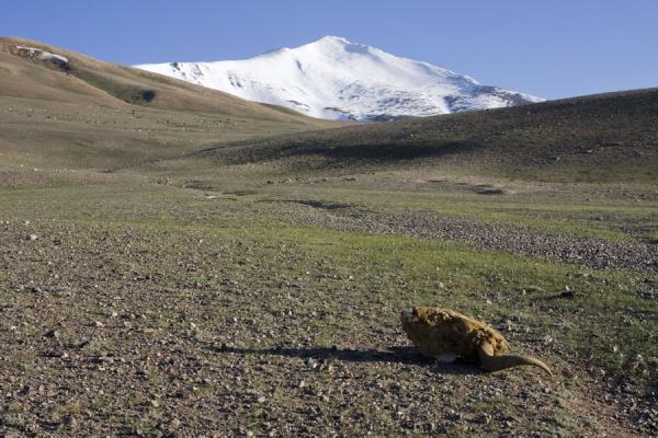 Picture of Yakhead in Keng ShiberKeng Shiber - Tajikistan