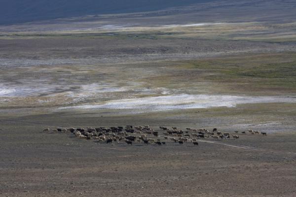 Herd of sheep roaming a plain in Keng Shiber | Keng Shiber | Tajikistan