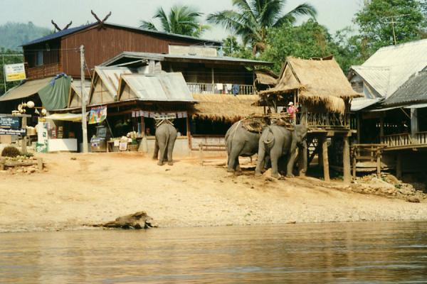 Elephants along the riverside | Chiang Rai | Tailandia