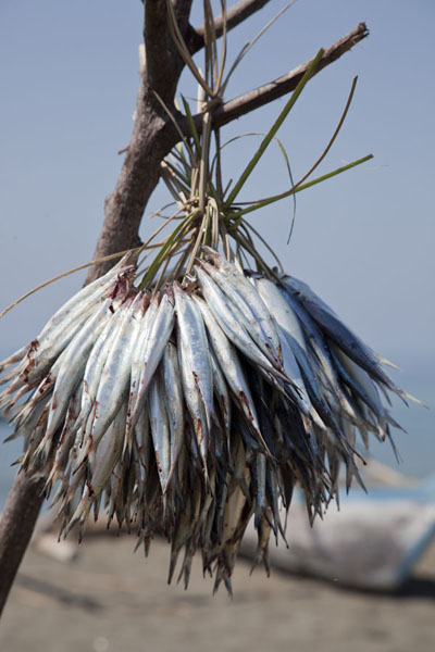 Sardines hanging out to dry | Suai Loro | Oost Timor