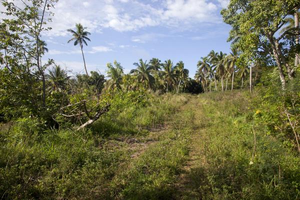 Track in the southwest corner of one of the islands of Vava'u | Vava'u Island | Tonga
