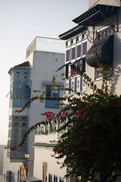 Flowers and walls with balconies in Sidi Bou Said, Tunisia
