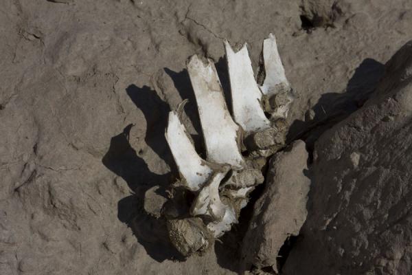 Bones lying in the earth at Izmukshir, Izmukshir, Turkmenistan
