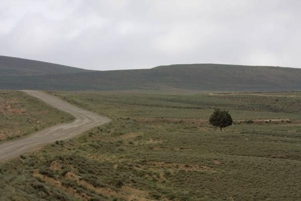 Lone tree in empty landscape near Nokhur, Turkmenistan