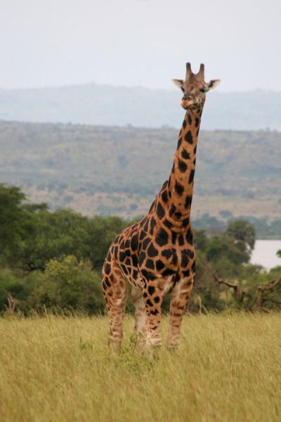 Picture of Giraffe standing out of the plainsMurchison Safari - Uganda
