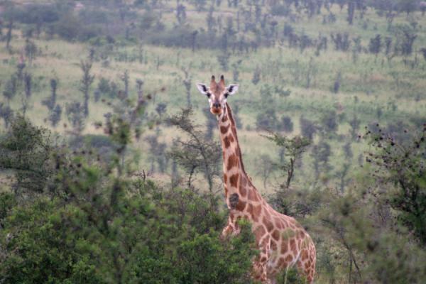 Picture of One of the many giraffes we saw on our game drive in Murchison Falls ParkMurchison Safari - Uganda