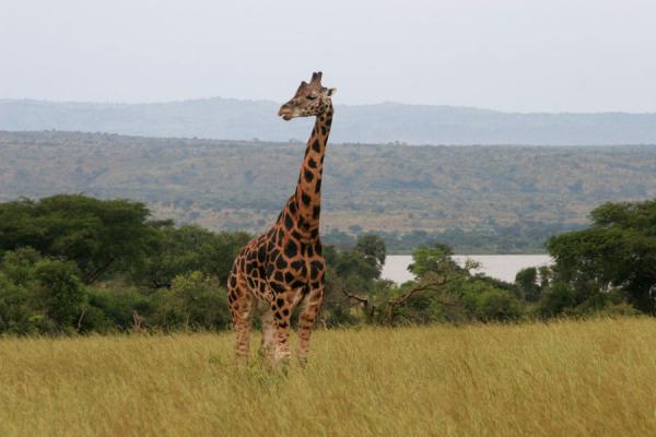 Picture of Giraffe looking around in an open plain of Murchison Falls ParkMurchison Safari - Uganda