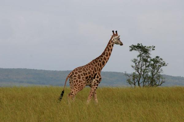 Picture of Giraffe in open plain, with yellow grass and treeMurchison Safari - Uganda