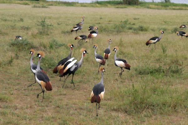 Group of crowned cranes in Murchison Falls National Park | Murchison Waterval Safari | Oeganda