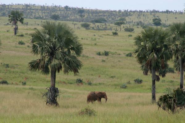 Lonely elephant walking one of the open plains of Murchison Falls | Murchison Waterval Safari | Oeganda