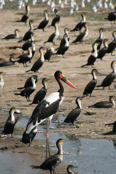 Saddle billed stork standing out of the crowd | Safari Reine Elizabeth | Uganda
