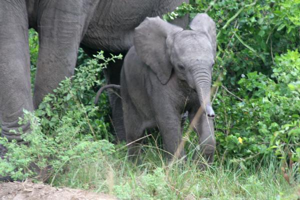 Young elephant dwarfed by its mother in Queen Elizabeth National Park | Safari Reine Elizabeth | Uganda
