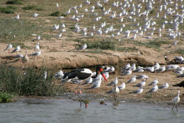 Saddle billed stork towering high above the other birds in Kazinga Channel | Safari Reine Elizabeth | Uganda