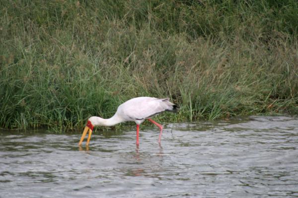 Yellow billed stork looking for food | Safari Reine Elizabeth | Uganda