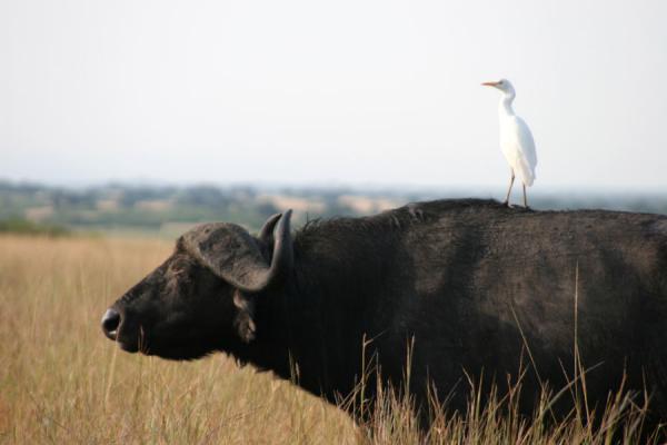 Foto di Buffalo with white egret on its backRegina Elisabetta - Uganda