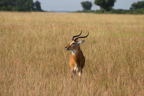 Gazelle walking the plains of Queen Elizabeth National Park | Safari Reine Elizabeth | Uganda