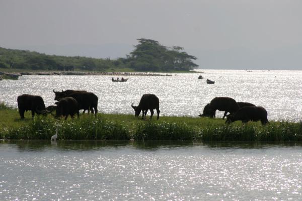 Foto di Buffaloes near the end of Kazinga ChannelRegina Elisabetta - Uganda