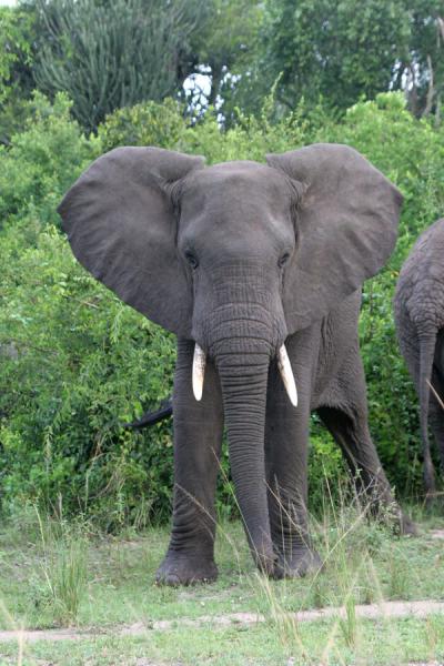 Elephant showing off his beauty in Queen Elizabeth Park | Safari Reine Elizabeth | Uganda