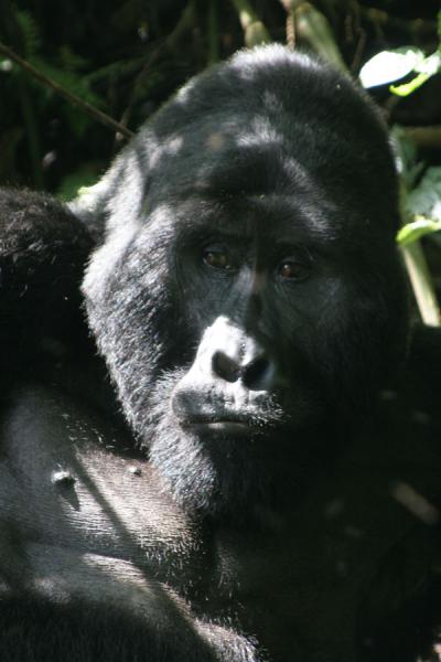 Foto de Mwirima the silverback of the Rushegura gorilla groupUganda Gorilla - Uganda