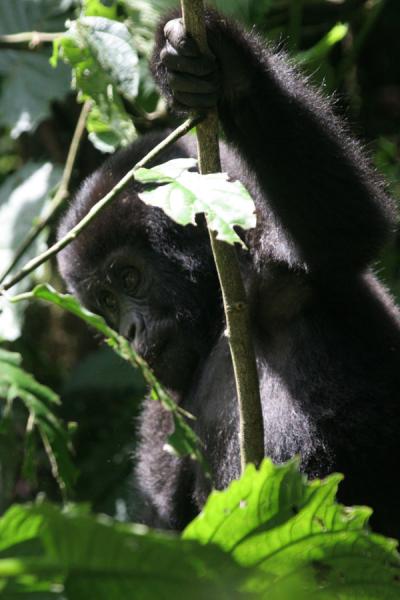 Foto de One of the young gorillas playing in the treesUganda Gorilla - Uganda