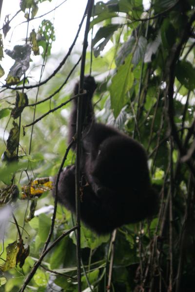 Foto de Playful gorilla in one of the many trees of the impenetrable forestUganda Gorilla - Uganda