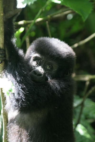 Foto de Closeup of young gorilla at Bwindi Impenetrable ForestUganda Gorilla - Uganda