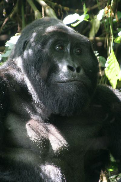 Foto de Head of Mwirima, silverback of the Rushegura group at BwindiUganda Gorilla - Uganda