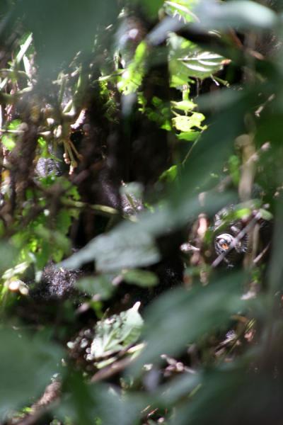 Foto de Gorilla hiding in the wilderness: note the eye in the right hand cornerUganda Gorilla - Uganda